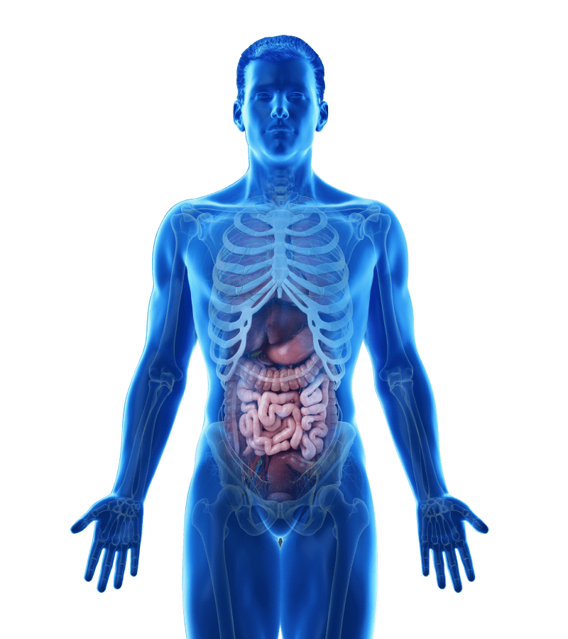 Abdominal Organs